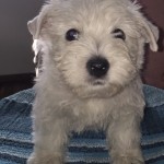 Alt:"cuccioli-di-West-highland-white-terrier"