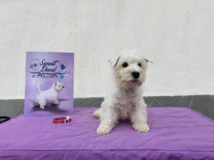 Alt:”cuccioli-West-highland-White-terrier”