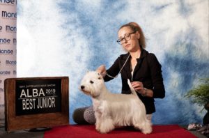 Alt:”West-highland-White-terrier”